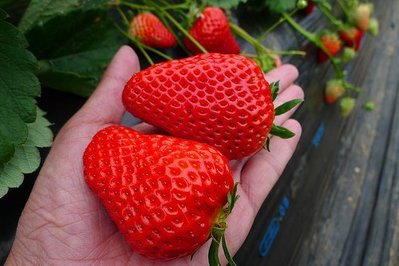 草莓苗 2018新品種 蜜香草莓 香水+豐香品種的完美結合