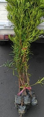 ╭☆東霖園藝☆╮優質樹種(蘭嶼羅漢松)羅漢松--大量供應中.5吋盆.70公分