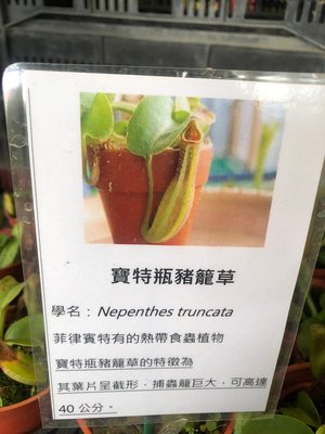 花花世界_食蟲植物--*寶特瓶豬籠草*--豬籠草--食蟲植物/3吋/高2-5公分/TX