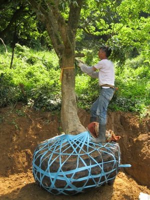 (青山園藝)荔枝 百年老樹 頭徑約60cm  高度約6米  波蘿蜜龍眼芒果樹葡萄香蕉果樹