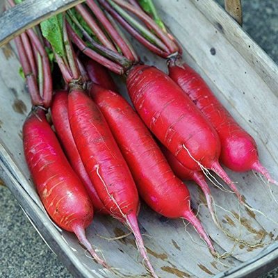 【媽咪蔬果園】、北京水蘿蔔 種子 滿身紅蘿蔔種
