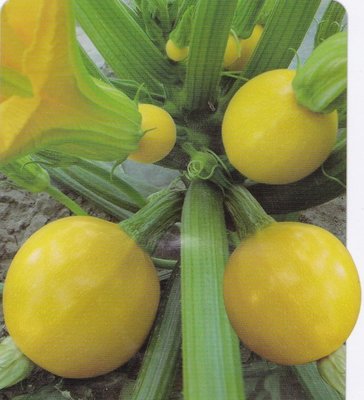 【蔬菜種子S172】金球夏南瓜~~果實圓球型，帶有明亮的金黃色澤，連續著果性佳，豐產，且採摘方便。