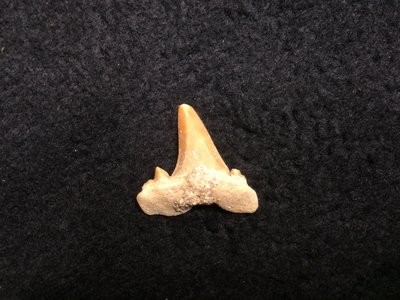 【小川堂】化石 大堡礁 澳洲 早期收藏 鯊魚牙齒 非保育類 收藏標本 齒化石 大白鯊牙齒 避邪 化煞 保證真品