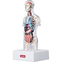 現貨全新Supreme Anatomy Model 人體解剖模型(一組另有優惠) 類