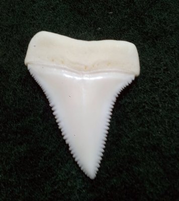 (New 大白鯊嘴牙)4.0公分真正大白鯊(上鍔)鯊魚牙..無刮痕無缺齒. A標本級. 稀有! #27.403106