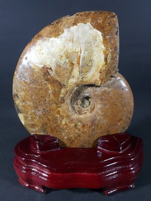 [銀九藝] 天然斑彩螺 松葉鸚鵡螺化石 15.5x13x3.5cm 淨重~762g (c2)
