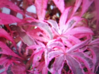 特殊少見的日本品種紅楓樹槭樹小品造型盆栽名字叫藝者也瘋狂，全年大部分都是紅色葉帶黑色紋路，2800元超商取貨免運費好種植