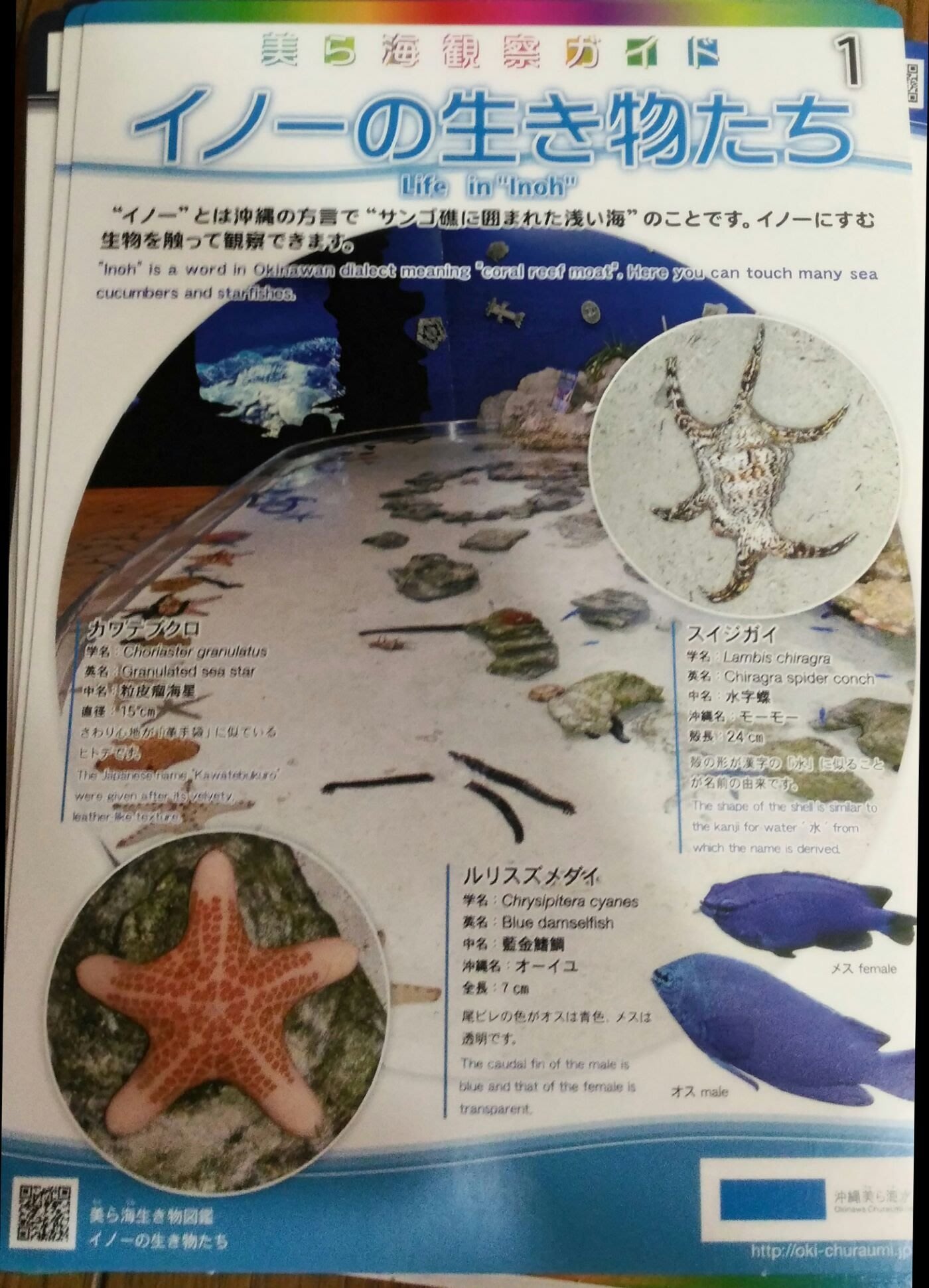 墊板1 沖繩海洋館紙硬墊板美麗魚世界正反2面墊板文具書寫便利用品 Yahoo奇摩拍賣