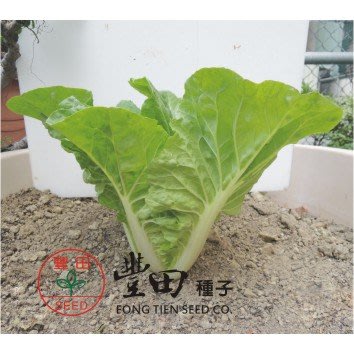 【野菜部屋~蔬菜種子】F32 青尼龍白菜種子70公克 , 葉柔嫩 , 食用口感好 , 每包150元 ~