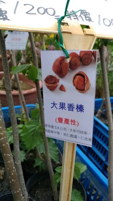 ╭☆東霖園藝☆╮水果苗(大果香榛)榛果   高壓苗30公分.缺貨中