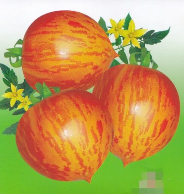 【蔬菜種子S431】紅彩桃番茄~ 果型桃型，口感佳，硬度好，單果平均重50公克左右，產量極高，抗病性好。