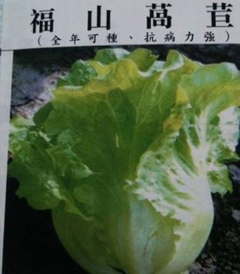 福山萵苣種子3000粒30元