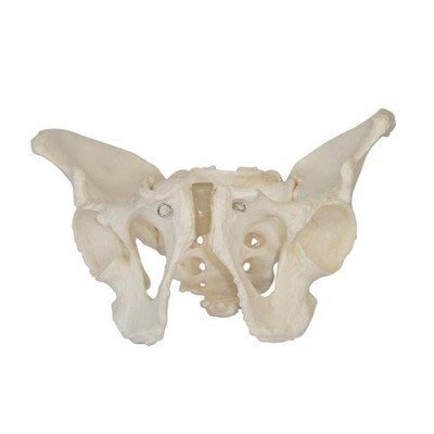 【奇滿來】男性骨盆模型 男性盆腔模型 男性器官 人體骨骼模型 骨科脊椎醫學教學教具模型 ARGW