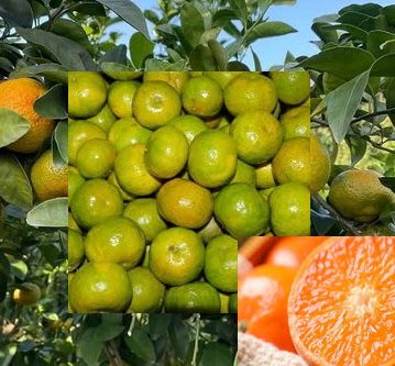 成熟好吃🍊珍珠柑 採收中.後期橘香更濃厚甜美10斤(12~1月)