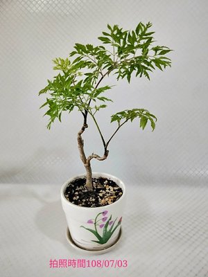 易園園藝- 羽葉福祿桐樹F52（福貴樹/風水樹）室內盆栽小品/盆景高約20公分