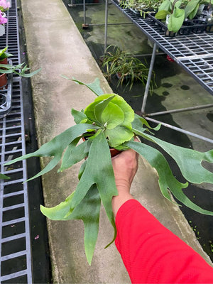巨獸3 吋盆鹿角蕨2024/3月實物拍攝室內植物 觀葉植物 綠化植物