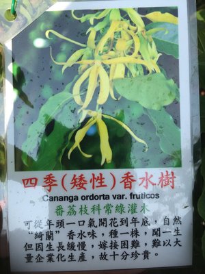 【奇花異卉】 四季矮性香水樹（依蘭）已會開花