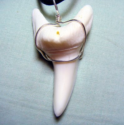 (馬加鯊嘴牙)4.4公分馬加鯊魚牙#4424純銀線綁項鍊附長短可調蠟繩, 稀有.可當標本珍藏!