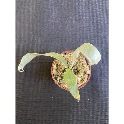 鹿角蕨爪哇月光 P. willinckii ‘Moonlight’3吋角觀葉植物 室內植物 文青小品/療癒蕨品現貨供應