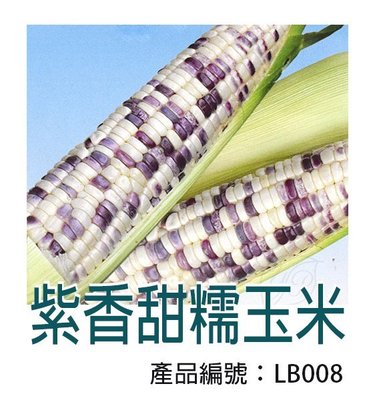 *滿1200免運*【LB008】DIY種子栽種 成就滿滿~紫香甜糯玉米 【園丁花圃】