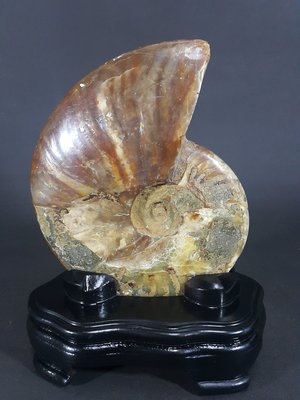 [銀九藝] 古生物 天然斑彩螺 鸚鵡螺化石 18x14.5x4.1cm 淨重~1156g (a2)