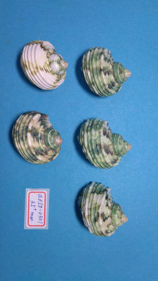 (shelllin 貝殼林)  a050-0301 銀口嶸螺洗金品 35+mm/5pcs