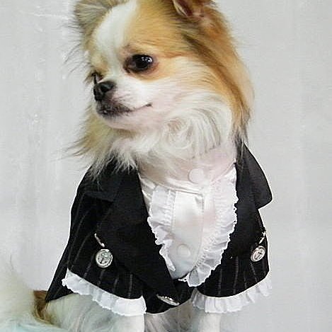 敗犬女王寵物手工衣 狗狗西裝量身訂作 韓式面白接黑色線條西裝 可客制化任何寵物衣 小型犬 Yahoo奇摩拍賣