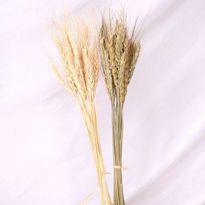 天然乾燥 米色小麥 乾燥花 拍攝道具 拍照背景 花材【JI2528】《Jami》
