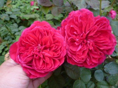 (現貨小棵，請三思)皇家胭脂 Rouge Royale~悠遊山城(創始店)5-6吋盆玫瑰~特價250