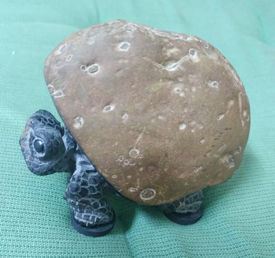 鐵丸石 平安福氣龜 精雕 皮殼佈有許多雨滴狀的圖案與釘點非常有特色 9.5cm*6.7cm 重450g 精品 值得收藏