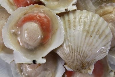 【冷凍貝類】扇貝(半殼)(大)5~7粒 /約 500g ~ 每一顆都有手掌心那麼大~肉質鮮甜結實~