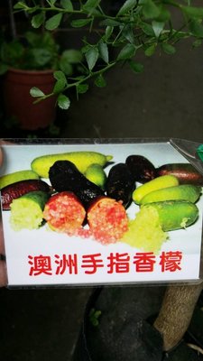 ╭＊田尾玫瑰園＊╯新品種水果苗-(澳洲手指檸檬)高30cm450元