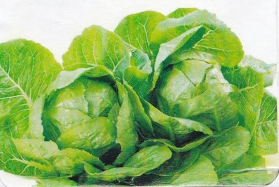 【1磅裝蔬菜種子P088】羅蔓生菜~~生菜沙拉專用品種。單株重約320公克，葉色翠綠，品質脆嫩，播種至採收50~60天