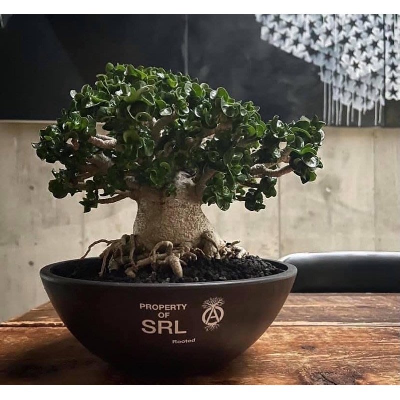 NEIGHBORHOOD SRL PLANT POT 3点セット 新品 【ファッション通販