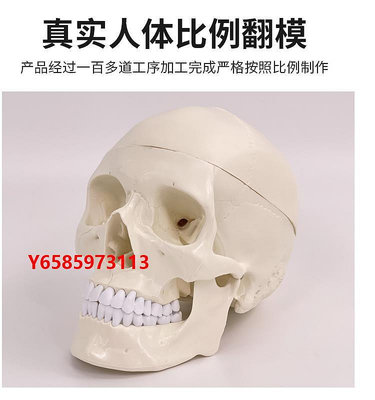 模型頭骨模型人體頭顱骨骼1：1頭骨可拆卸美術素描道具學生教學
