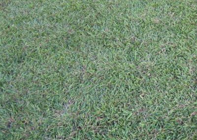 類地毯草種子 1kg 澳洲進口 類地毯草 愛芬地毯草 地毯草 可參考