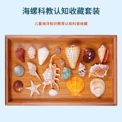 天然貝殼海螺套裝科普認知教育學校教室裝飾工藝擺~定價