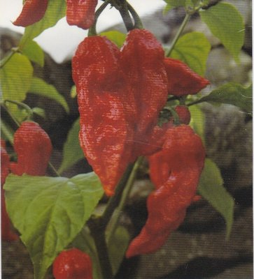 【蔬菜種子S240】紅印度鬼椒~發芽率約3成. 辣度強，分枝能力強，枝葉茂盛，抗病能力強，是醬、鮮兩用型。
