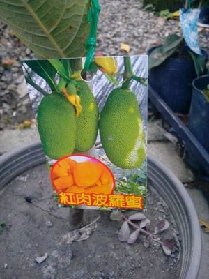╭＊田尾玫瑰園＊╯新品種水果苗-(紅肉波蘿蜜)高50-60cm180元