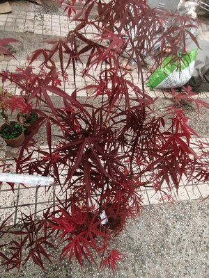 特殊少見的日本品種名字叫紅竹，紅楓樹高度約有125公分葉子長得像竹葉，全年都是偏紅色喜歡全日照的環境郵局免運費只有2盆