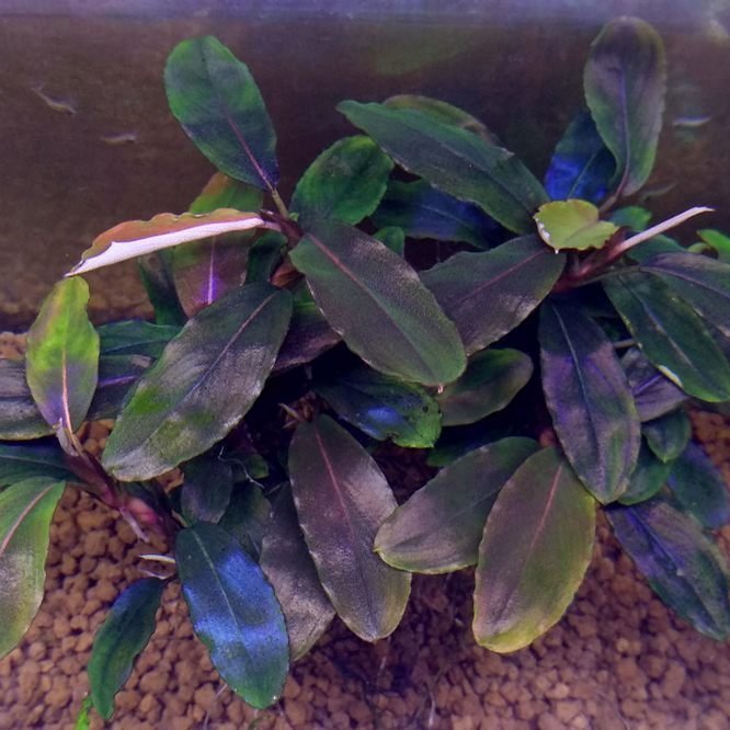 Bucephalandra sp. silver gray 水上葉-