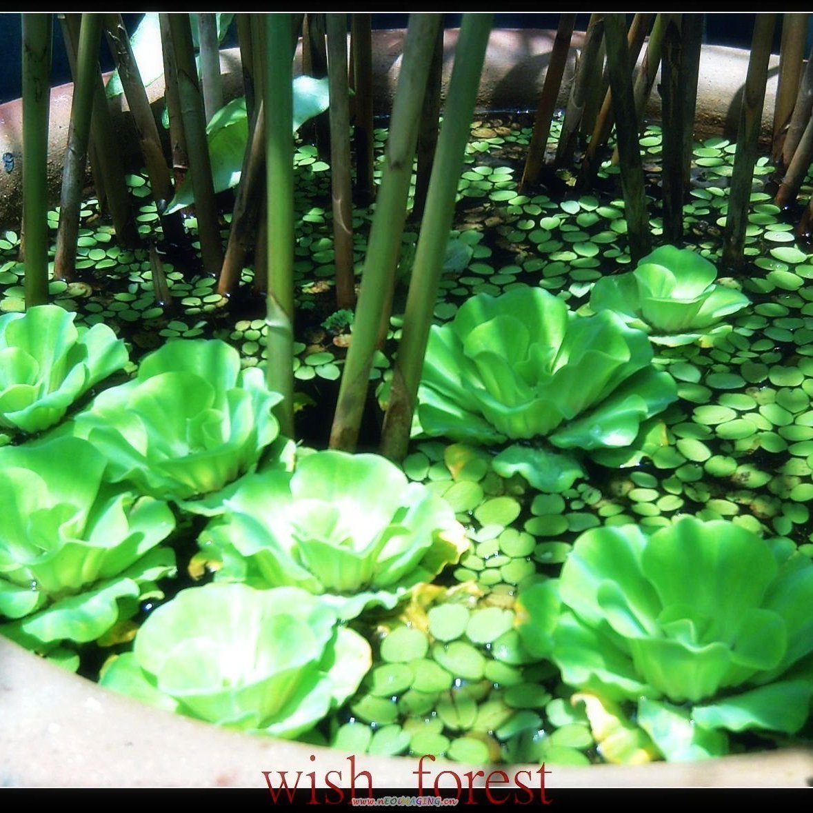 Wish Forest 水生植物 飄浮性 玫瑰水芙蓉 水面上的綠色玫瑰花 Yahoo奇摩拍賣