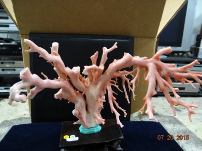 天然台灣深海粉紅珊瑚-6 整株重量:約372g 分享收藏！