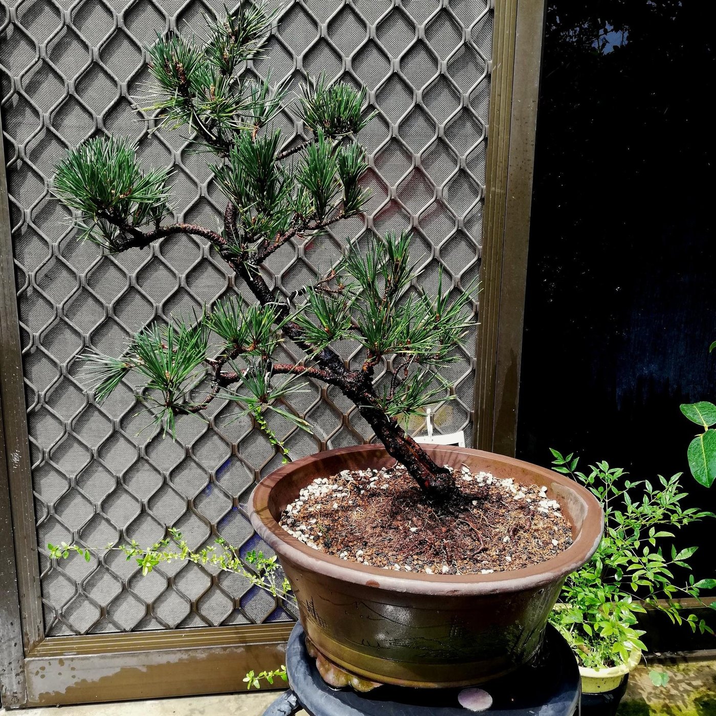 五葉松の盆栽/ 樹齢100年物盆栽 - インテリア小物