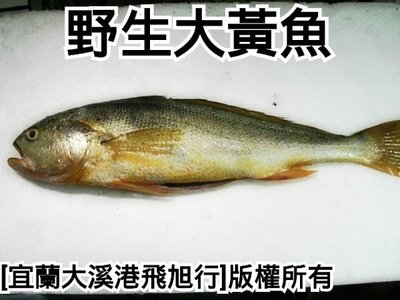 野生黃魚(大黃魚)..此屬特殊漁獲，捕獲量稀少，無法給確定的交貨日期，請見諒。