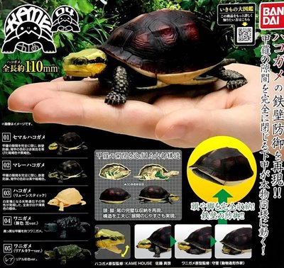 【奇蹟@蛋】日版BANDAI (轉蛋)烏龜環保扭蛋P4-食蛇龜篇 全5種 整套販售 NO:6778