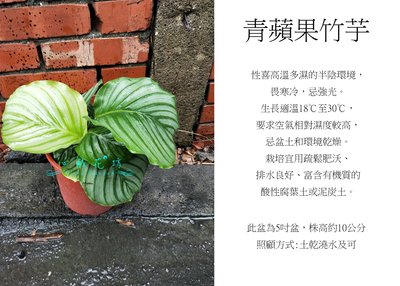 心栽花坊-青蘋果竹芋/近況圖在圖二/5吋/綠化植物/室內植物/觀葉植物/售價360特價300