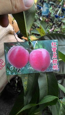 ╭☆東霖園藝☆╮新品水果苗--(紅寶石甜桃)紅寶石水蜜桃