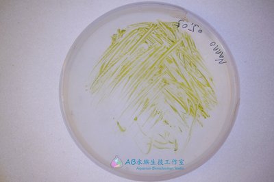 [AB水族生技工作室] 無菌擬球藻 Nannochloropsis oculata 平板藻種
