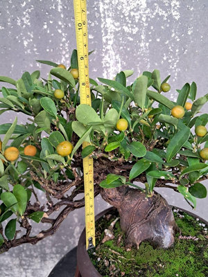 金豆柑（１）－７點組小品盆栽